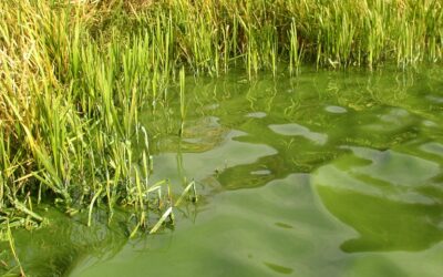 Cya­no­bak­te­ri­en in Bade­ge­wäs­sern