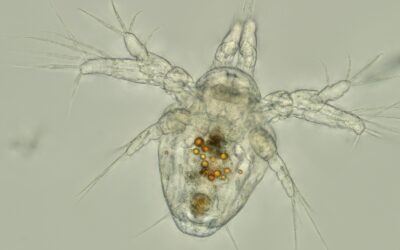 Zoo­plank­ton: aus dem Leben der schwe­ben­den Tier­chen