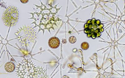 Foto­gra­fi­sche Kunst­aus­stel­lung im Strand­bad Farm­sen